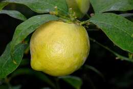 Image of citrus