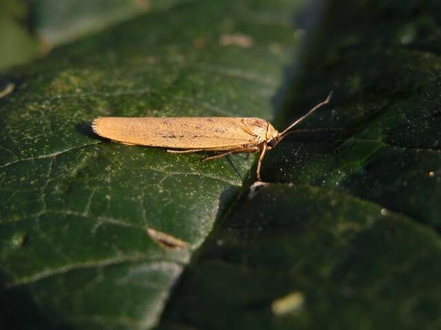 Eilema lutarella Linnaeus 1758 resmi