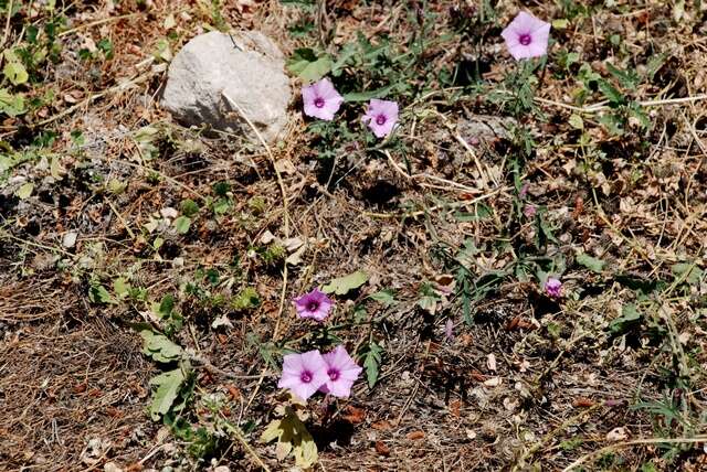 Image of bindweed