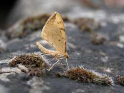 Image of Eulithis