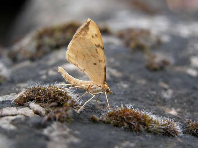 Image of Eulithis