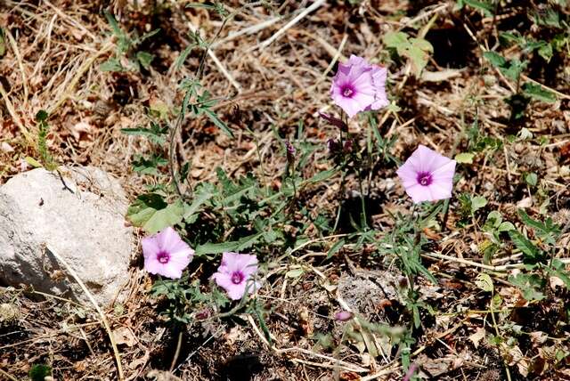 Image of bindweed