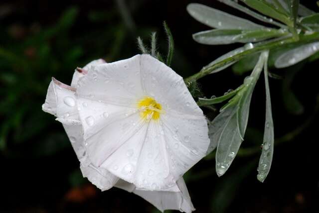 Image de Convolvulus cneorum L.