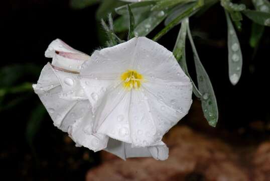 Image de Convolvulus cneorum L.