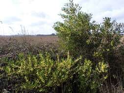 Imagem de Acacia longifolia (Andrews) Willd.
