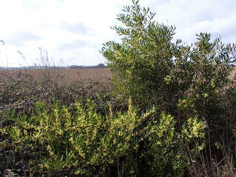 Plancia ëd Acacia longifolia (Andrews) Willd.