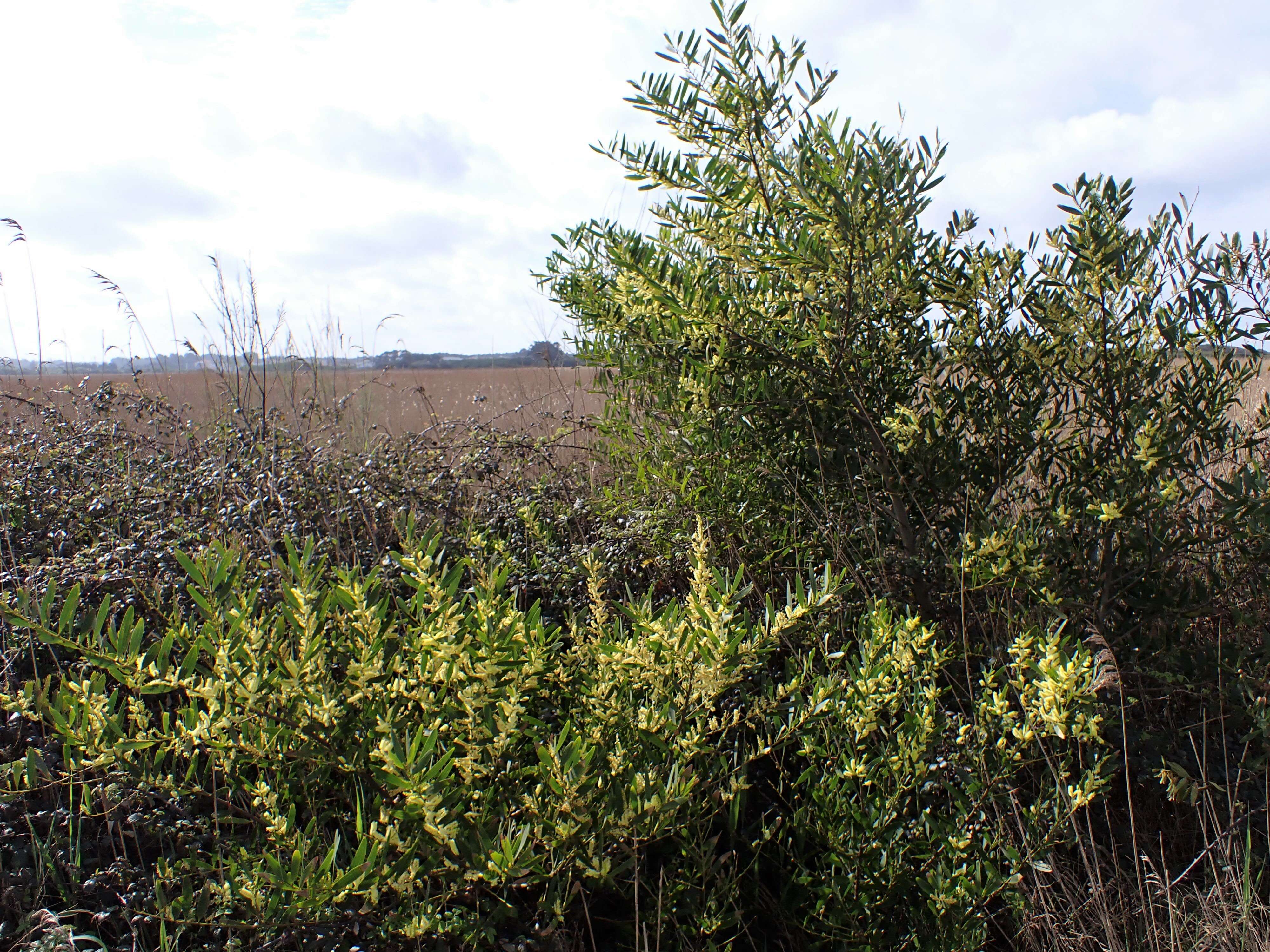 Imagem de Acacia longifolia (Andrews) Willd.