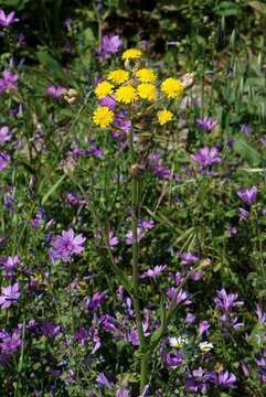 Image of hawksbeard