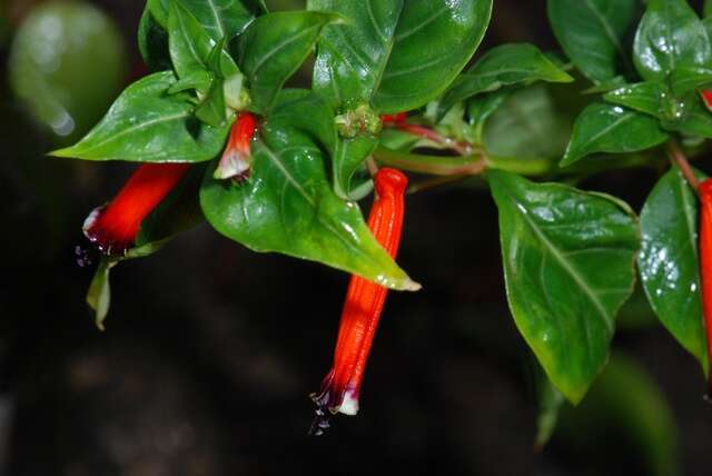 Image of waxweed