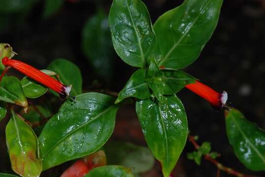 Image of waxweed