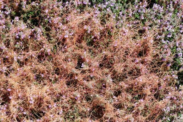 Image of Cuscuta palaestina Boiss.