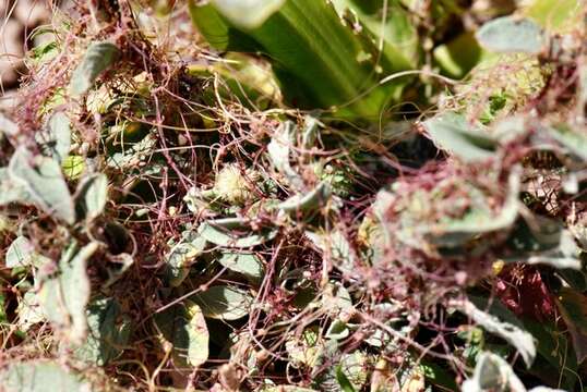 Image of Cuscuta palaestina Boiss.