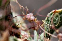 Image of Cuscuta palaestina Boiss.