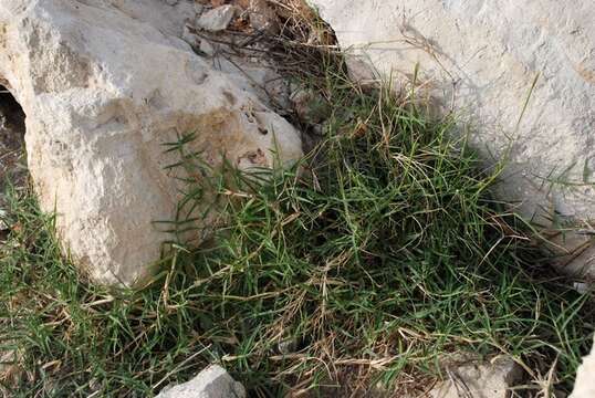 Image of Bermudagrass