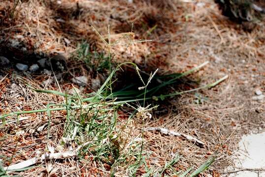 Image of Bermudagrass