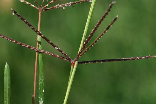 Image of Bermudagrass