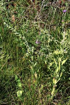 Cynoglossum resmi