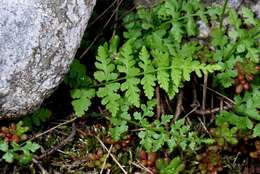 Image of fragile ferns