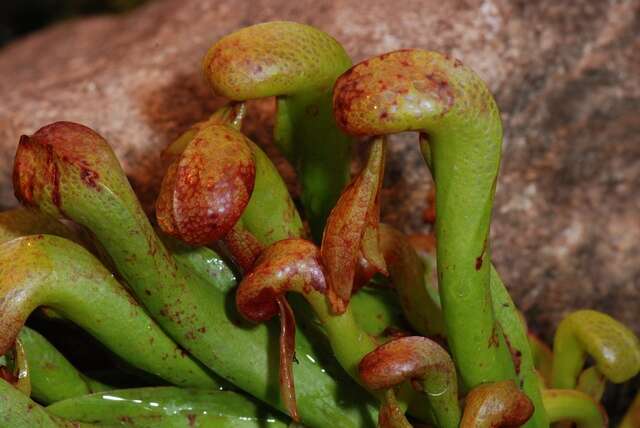 Image of California Pitcher Plant