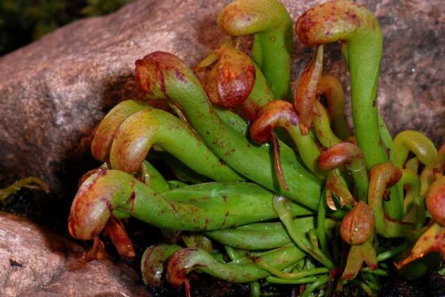 Image of California Pitcher Plant