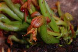 Image of California Pitcher Plant