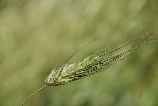 Image of mosquitograss