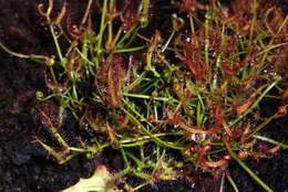 Image of Sundews