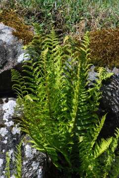 Image de Dryopteris borreri (Newm.) Oberholzer & Tavel