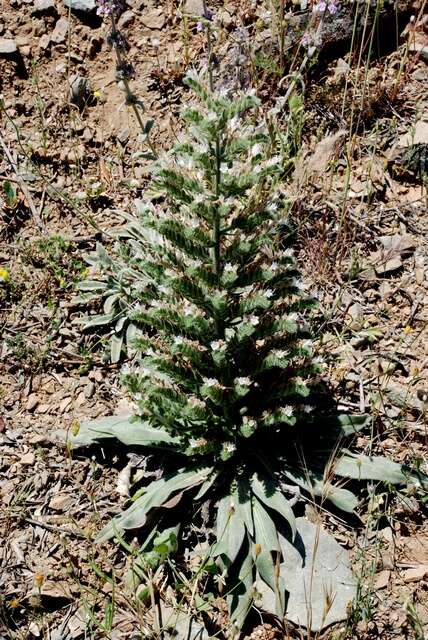 Echium italicum L.的圖片