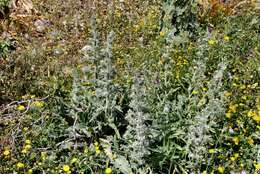 Image of Italian viper's bugloss