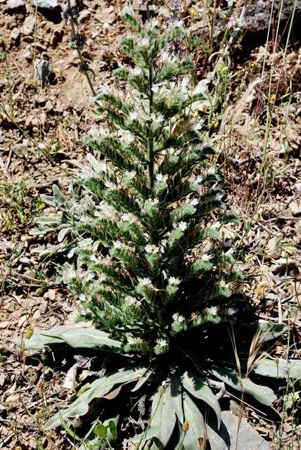 Echium italicum L.的圖片