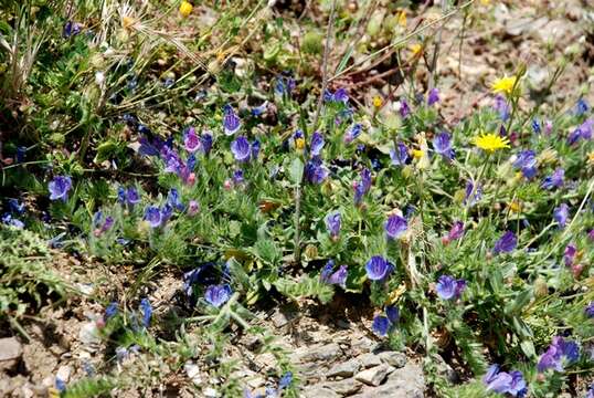 Image of viper's bugloss