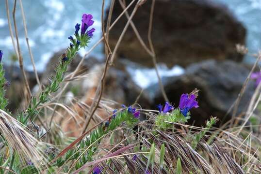 Image of viper's bugloss