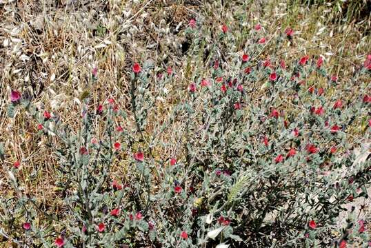 Image of viper's bugloss