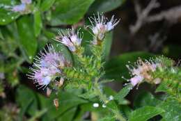 Echium strictum L. fil. resmi