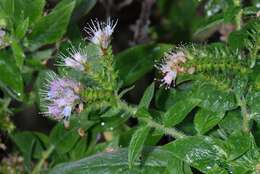 Echium strictum L. fil.的圖片