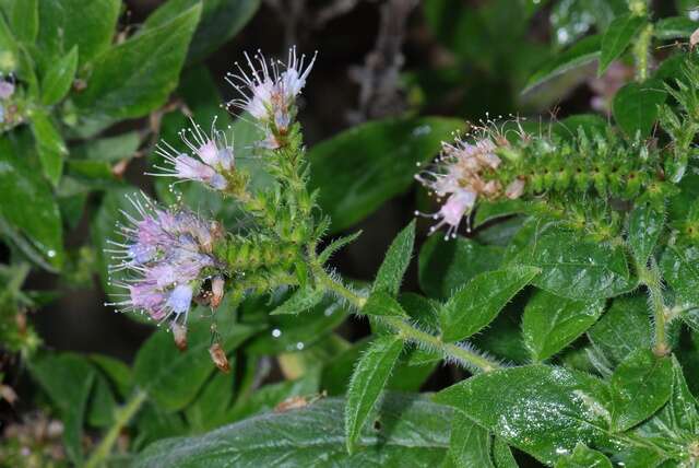 Echium strictum L. fil. resmi