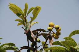 Image of Loquats