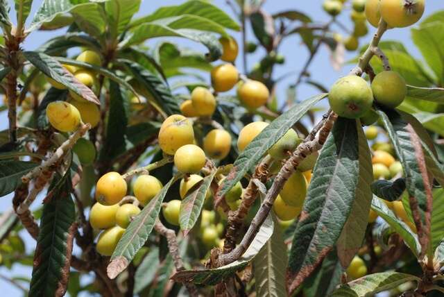 Image of Loquats