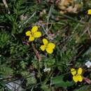 Image of Erysimum mutabile Boiss. & Heldr.