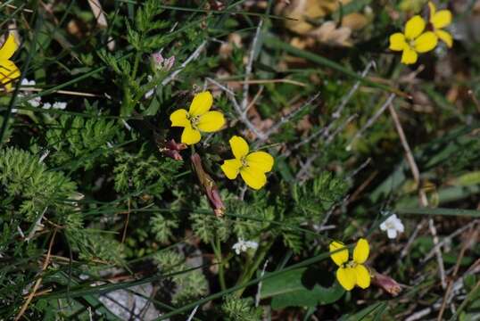 Image of Erysimum mutabile Boiss. & Heldr.