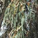 Imagem de Eucalyptus resinifera Sm.