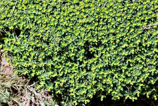 Image of Euphorbia acanthothamnos Heldr. & Sart. ex Boiss.