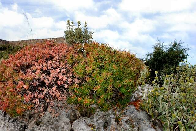 Слика од Euphorbia dendroides L.