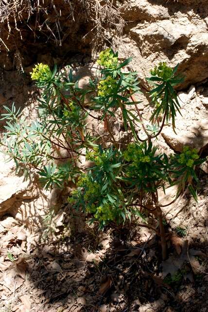 Слика од Euphorbia dendroides L.