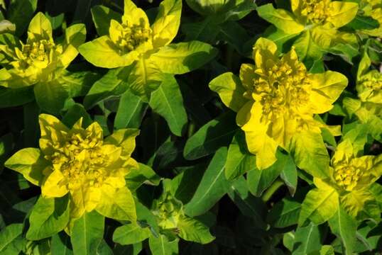 Image of cushion spurge