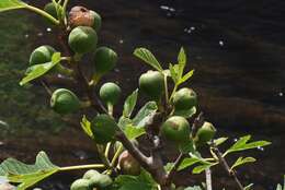 Image of fig