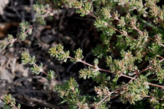 Image of sea-heath family