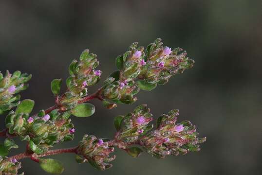 Image of sea-heath family