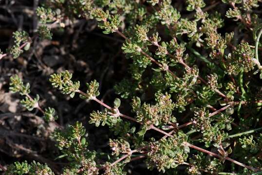 Image of sea-heath family